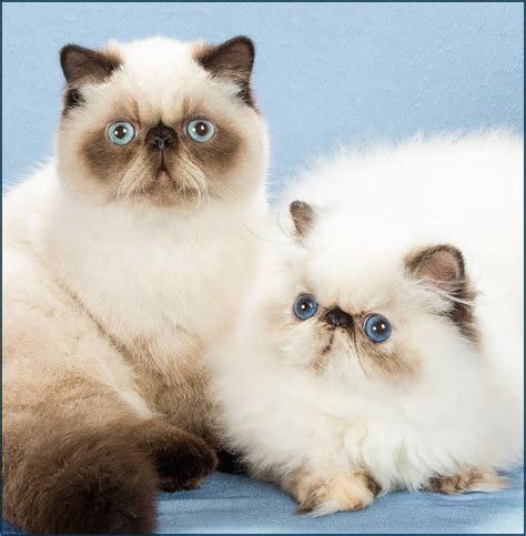 Short Hair Himalayan Cat