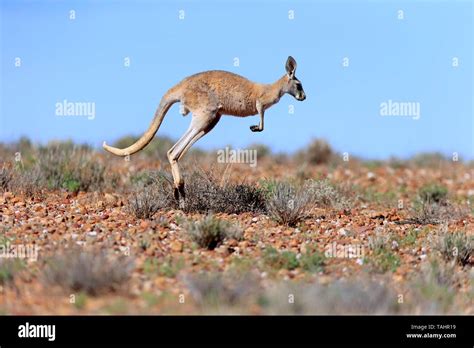 Red Kangaroo Macropus Rufus Adult Jumping Sturt National Park New