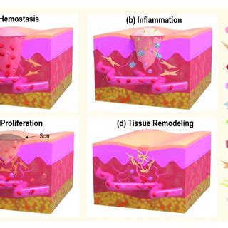 Treatment efficiency of different groups in the full-thickness wound. a ...