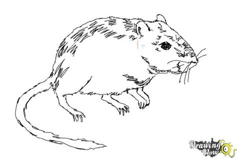 How to Draw a Gerbil - DrawingNow