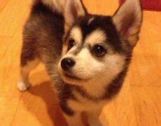 Corgsky (Corgi Husky Mix) Info, Temperament, Puppies, Pictures