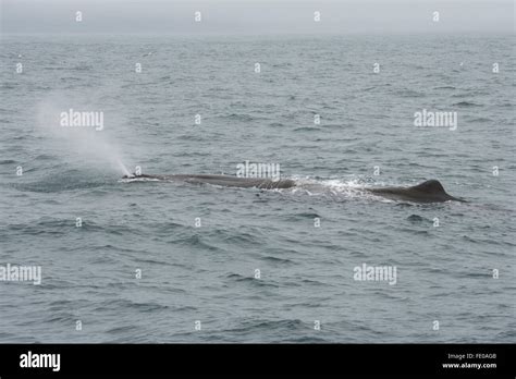 New Zealand South Island Kaikoura Male Sperm Whale Physeter