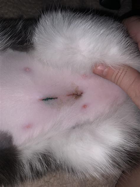 Does My Cats Spay Incision Look Normal R Cats