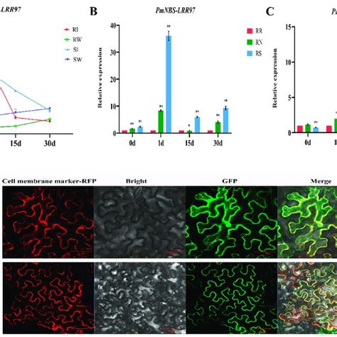 Expression Pattern And Subcellular Localization Of PmNBS LRR97 In