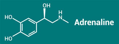 Adrenaline/Epinephrine: Structure, Crucial Functions And Adverse Effects