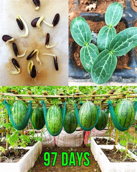 How To Grow Watermelons At Home In Containers Best Recipes