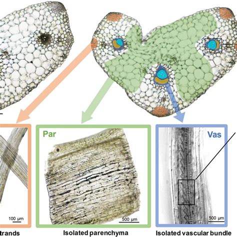 Celery Petiole Cross Section And Isolated Tissues Used For Rna Seq