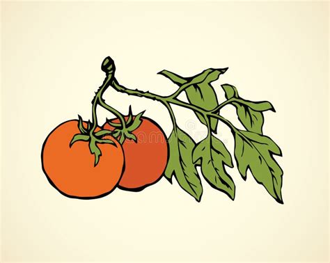 Tomatoes Vector Drawing Stock Vector Illustration Of Food