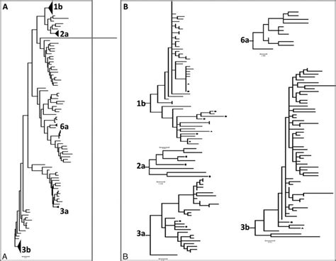 Phylogenetic Relationship Of HCV Isolated From Beijing Based On NS5B