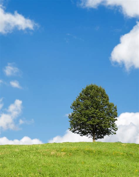 Tree Landscape Blue Sky Free Stock Photo Public Domain Pictures