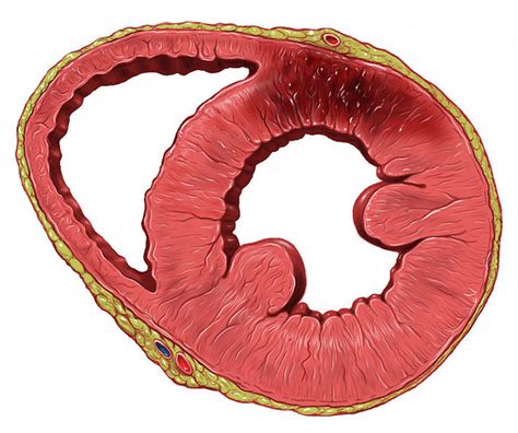 The Heart Boundless Anatomy And Physiology Study Guides