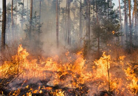 A Ferocious Forest Fire Metlink Royal Meteorological Society