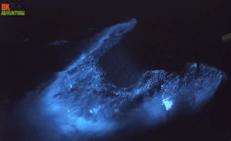 ⁣bioluminescent Kayaking And Rafting Floridas Best Bioluminescence