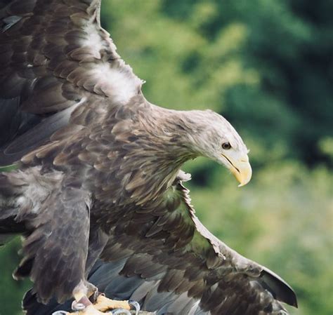 Sea Eagle At National Botanic Gardens Of Wales Andy Flickr