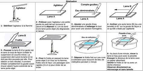 TP mettre en évidence des bactéries du yaourt grâce à un frottis