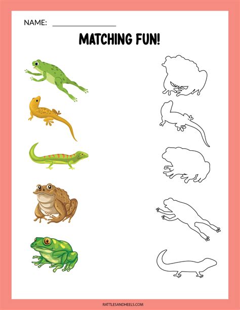 Amphibians Worksheets