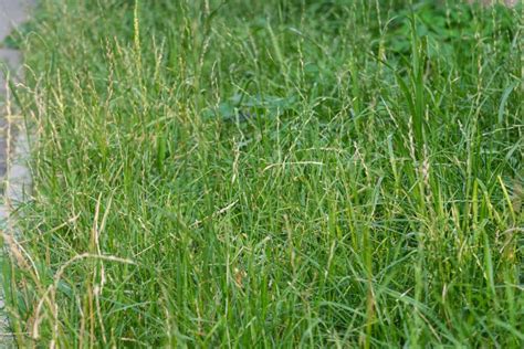 How Perennial Ryegrass Spreads A Comprehensive Guide