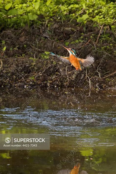 Common Kingfisher Alcedo Atthis Adult Female In Flight Emerging