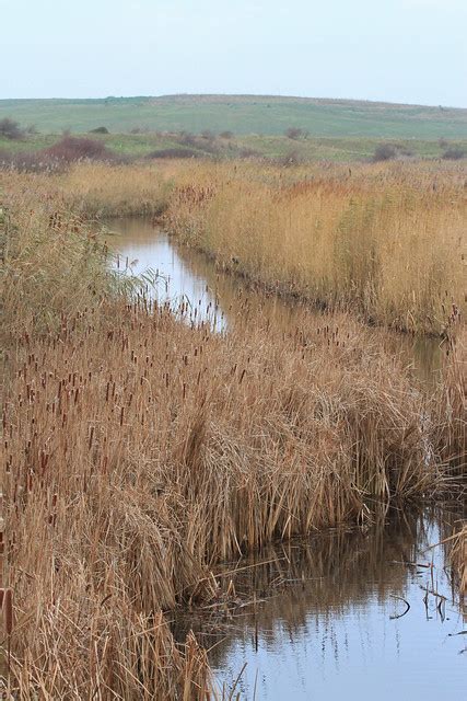 Rainham Marshes | The Naturephile