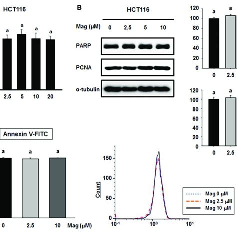 Magnolol Prevents The Tgf Induced Emt By Inhibiting Cell Cycle