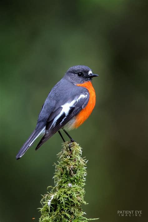 Flame Robin Beautiful Birds Australian Birds Southwest Birds