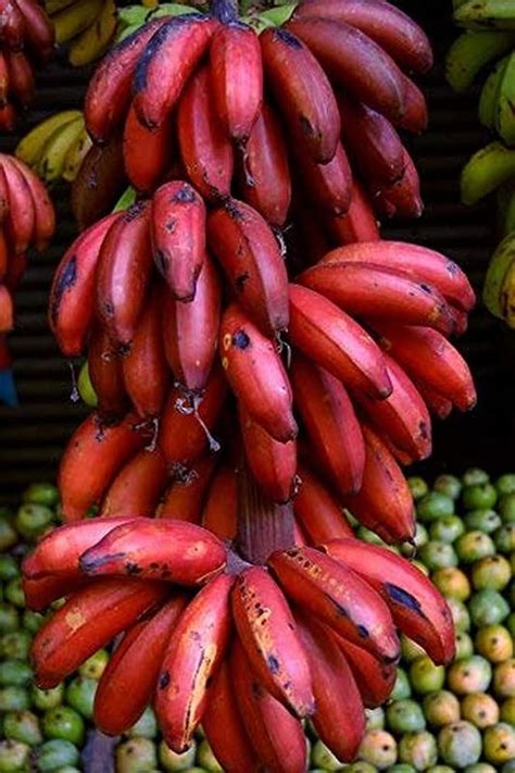 Royal Gardens Rare Dwarf Tissue Culture Musa Dark Red Banana Plant 1