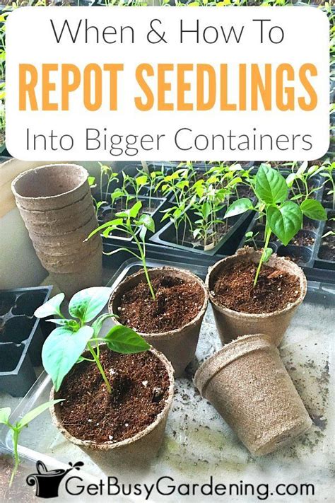 How To Repot Seedlings Into Larger Containers When To Transplant