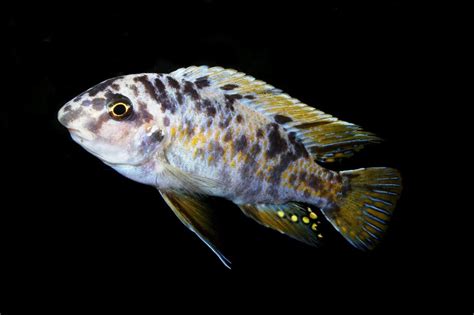 Labeotropheus Fuelleborni Mbenji Island