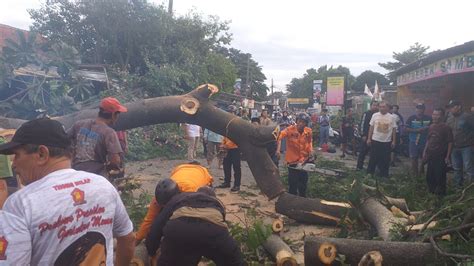 Pohon Tumbang Di Citeureup Timpa Rumah Warga Okezone Megapolitan