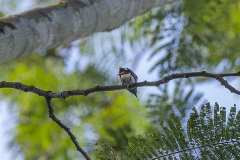 Terpsiphone Incei Female Amur Paradise Flycatcher Flickr