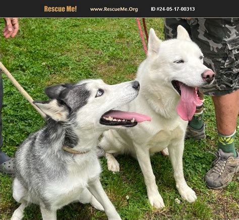 Adopt Siberian Husky Rescue Heathsville Va