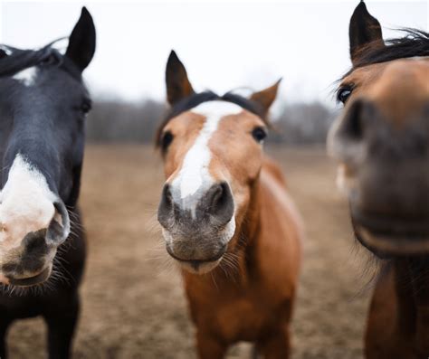 The Most Beautiful Wild Horses