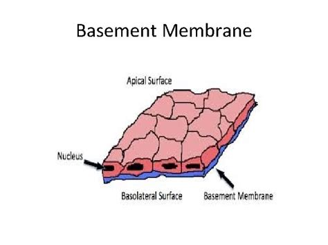 Basement Membrane Basement Membrane The basement membrane is