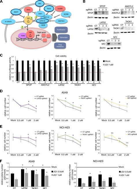 Hippo Pathway Genes Lats Taok And Nf Are Required For Sensitivity