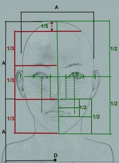 Medidas Y Proporciones De Una Cara Male Face Drawing Human Anatomy Drawing Face Sketch