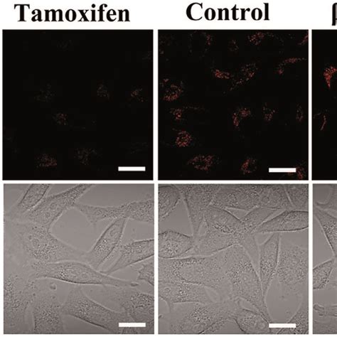 Mcf 7 Cells Cultured With The Cy5 Aptbhq 2 Dz Catenane For 6 H Download Scientific Diagram