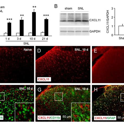 The Cxcl Expression Is Increased In Spinal Astrocytes After Snl A