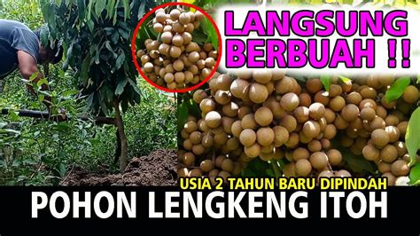 Cara Jitu Pindahkan Pohon Kelengkeng Itoh Usia 2 Tahun Dijamin Langsung