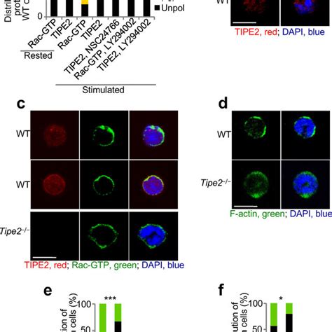 Tipe2 Functions As A Ptdins 4 5 P 2 Transfer Protein In Ptdins 3 4 5 P Download Scientific