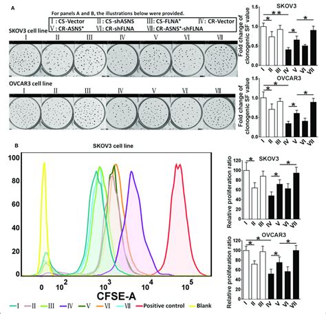 Examination Of Clonogenic Ratio A And Cell Proliferation B In Cs