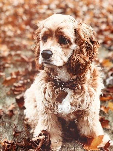 Do Cocker Spaniels Shed Tips To Control Shedding Your Dogs World