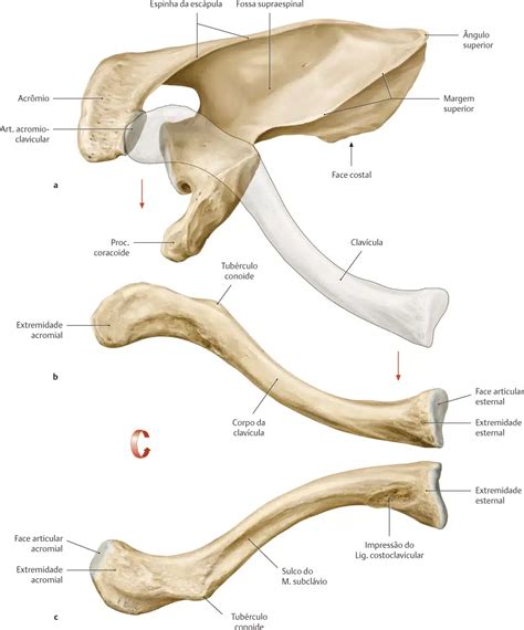 Ossos Esc Pula E Clav Cula Anatomia Papel E Caneta