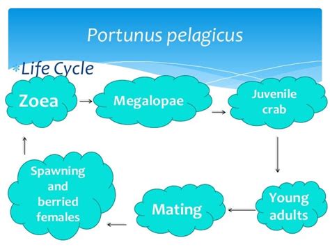 Portunus Pelagicus