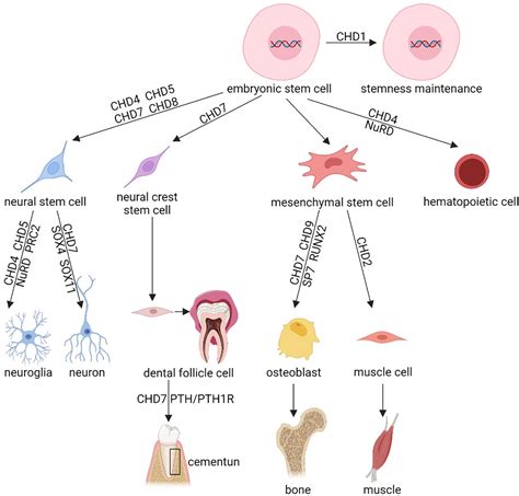 Frontiers Advances In Chromodomain Helicase DNA Binding CHD