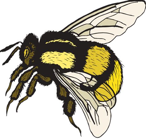 Download High Quality bee clipart realistic Transparent PNG Images ...