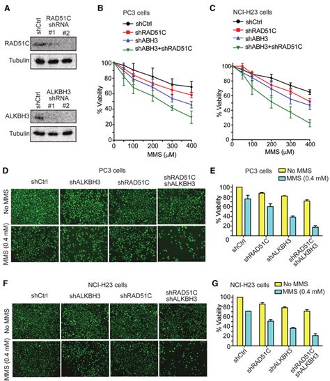 Stable Knockdown Of ALKBH3 And RAD51C Results In Severe MMS Induced