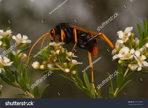 Black Orange Wasp Stock Photo 185175896 | Shutterstock