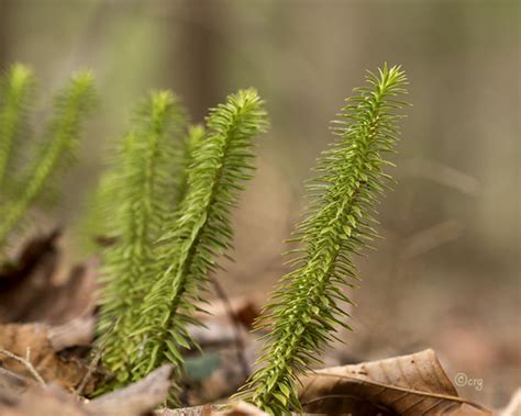 Shining Clubmoss Colin Gillette Flickr