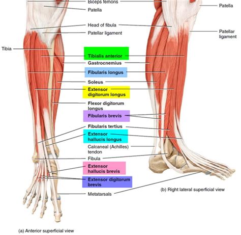 Foot Drop Causes Foot Drop Nerve Symptoms Prevention And Treatment