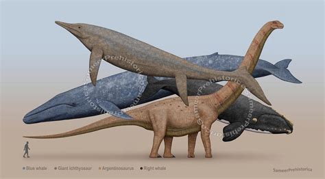 Largest Animals Ever Comparison by SameerPrehistorica on DeviantArt